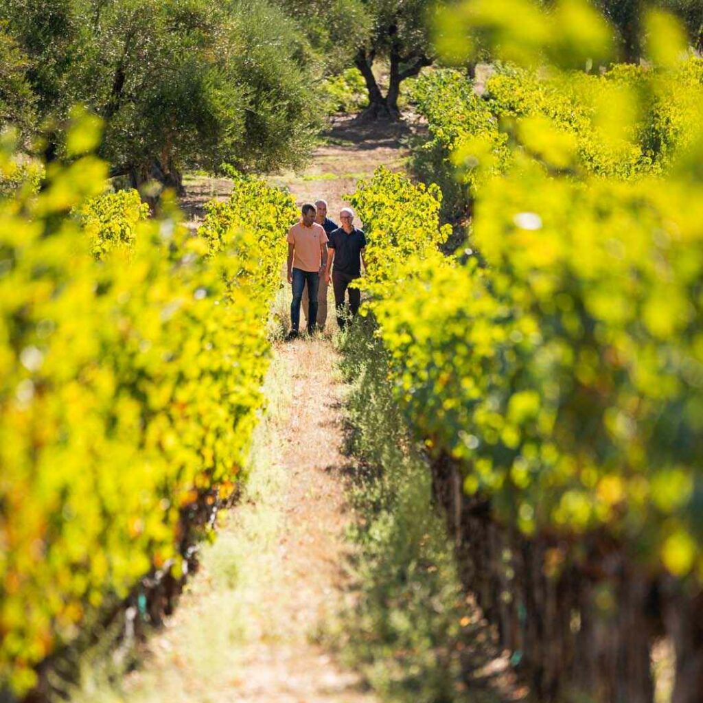 people walking down vine row