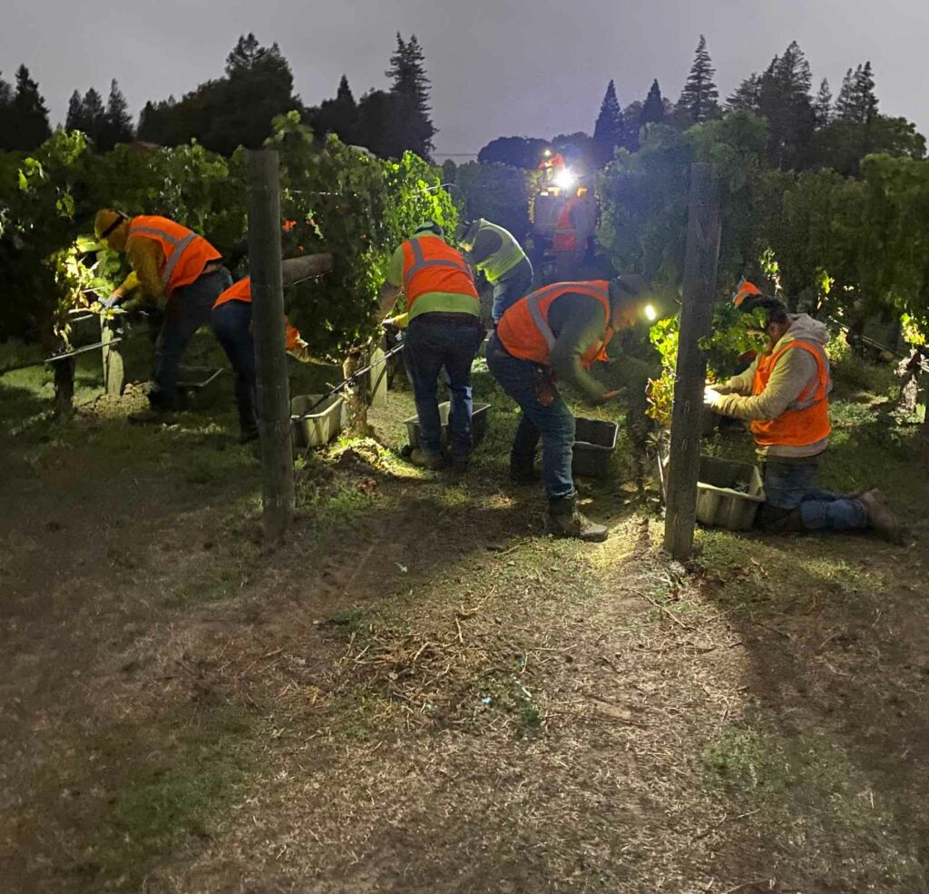 night harvest at Star Vineyard