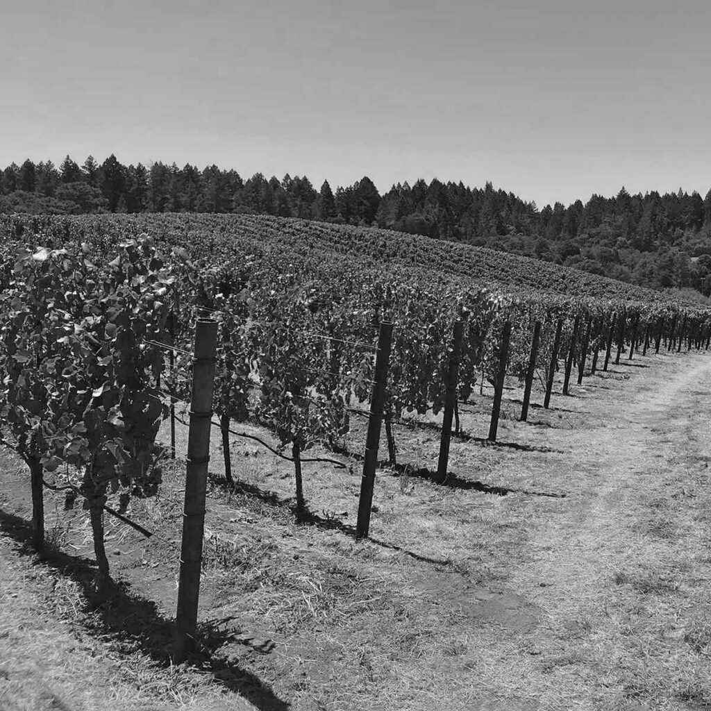 black & white vineyard photo